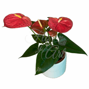 Planta de Anturio